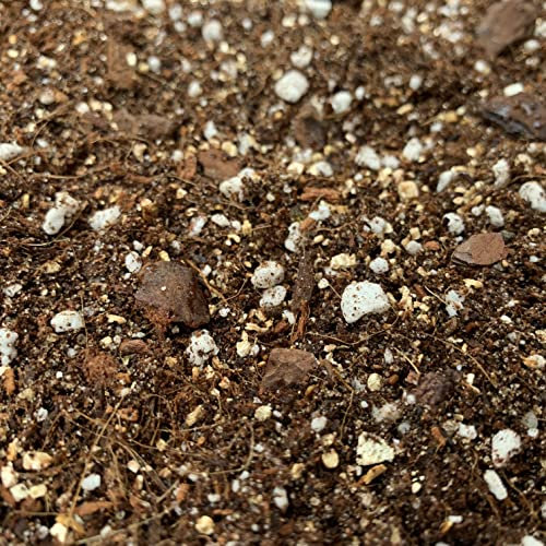 Calathea, Maranta & Stromanthe Potting Mix (Prayer Plants) (5 LITRES)