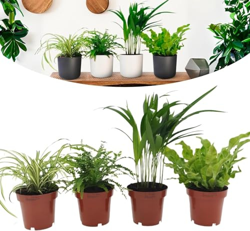 Happy Plants Luftreinigende-Zimmerpflanzen Set mit Topf - 4 Stück I für frische Luft im Raum, Graslilie, Areca-Palme, Nestfarn und Antennenfarn, Grünpflanzen Pflanzen-Set Mix