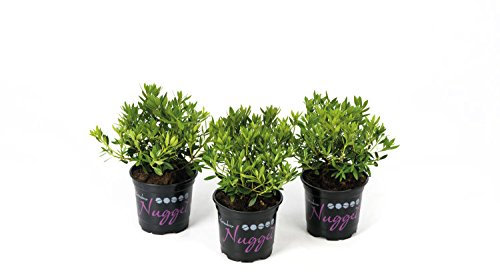 !!WELTNEUHEIT!! Nugget by Bloombux® – flower & form by INKARHO® 15-20 cm