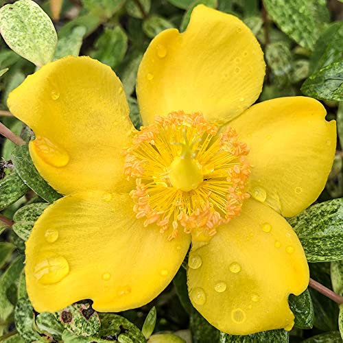 Hympericum Radiance St Johns Wort Semi Evergreen Perennial Garden Plant in 9cm Pot | Outdoor Shrub with Yellow Flowers | Garden Ready Plants (20-30cm Incl. Pot)