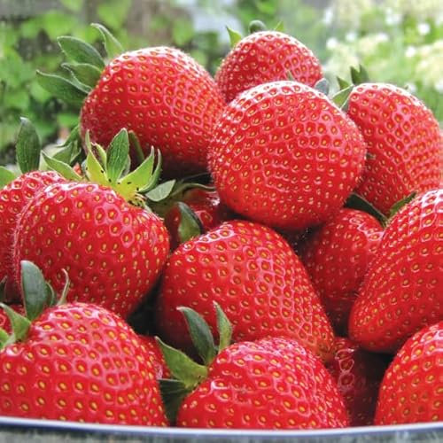 12 x Strawberry Sweetheart Bare Root Plants - Grow Your Own Strawberries - Bare Root Strawberry Runners - Fruit Plant (Regular Packaging)
