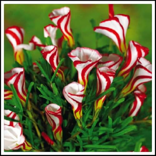 Winterhart pflanzen, Lebende Pflanzen,Mysteriöse magische Glühbirne, Mehrjährige Blumenzwiebel ist winterhart, Blumenzwiebel Mix-1 Sauromatum Zwiebel