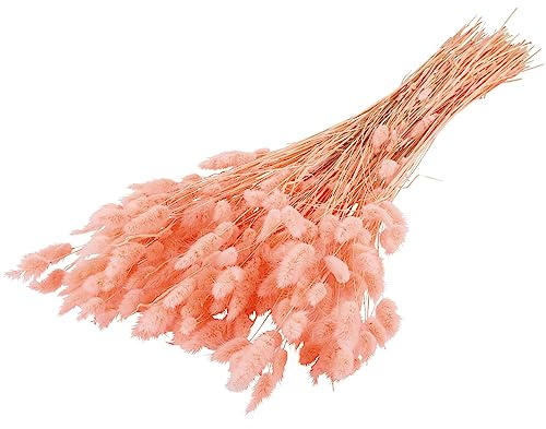 matches21 Hübsche Trockenblumen Lagurus - schöne Trockenblumen Deko Wohnzimmer apricot gefärbt - Trockenblumen zum basteln DIY