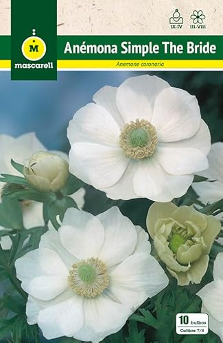 Mascarell Semillas, ANEMONAS SIMPLE THE BRIDE, Semillas Bulbosas, Bulbos de Flores Otoño Fácil de Cultivar, Bolsa 5 Bulbos
