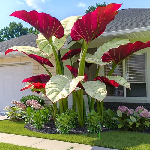 Winterharte, hochwertige Elefantenohren – leuchtende Farben – mehrjährig, pflegeleicht, perfekt zur Gartendekoration-2 rhizome-D