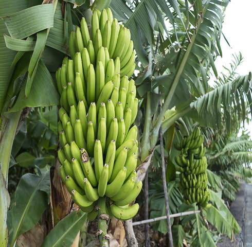 Semi freschi di banano verde 100 pezzi