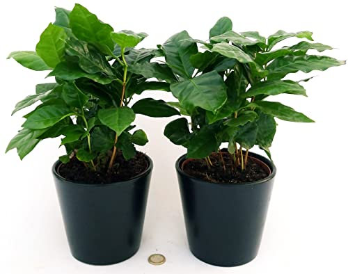 POWERS TO FLOWERS - PIANTA DEL CAFFE' DA FRUTTO, COFFEA ARABICA, IN VASO 12CM, 2 PIANTE, piante vere