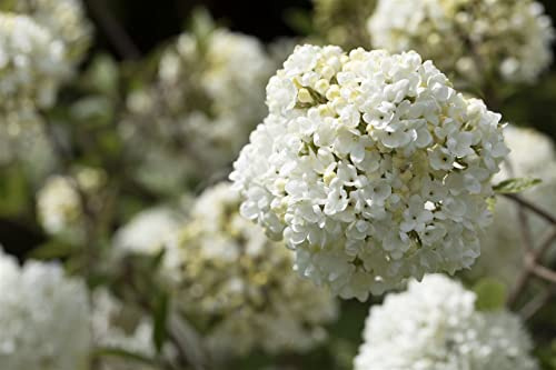Viburnum 'Eskimo' 40-60 cm – Winterhart, Mehrjährig, Pflegeleicht – Schneeball – Heckenpflanze für Garten & Sichtschutz