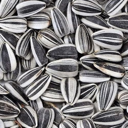 Semillas de Flor Girasol Especie Girasol para Pipas Comestibles