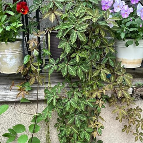wilder wein kletterpflanze - jungfernrebe minigarten winterharte kübelpflanzen exotische winterharte garten immergrün winterhart kletterpflanze seltene balkonpflanzen 550samen