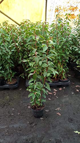 Portugiesische Lorbeerkirsche Prunus laurocerasus Angustifolia T.B. 1,3 L 40-50 cm 25 Stück