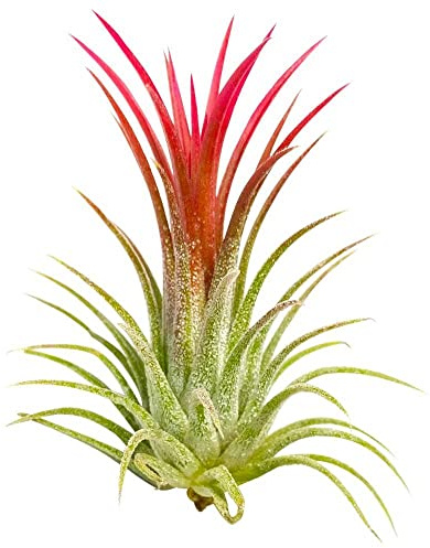 Tillandsia Ionantha ‘ Rubra ’Planta. Aire Planta - Popular en Chelsea Este Año