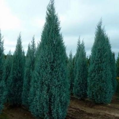 Semi Arizona Cipresso (cupressus arizonica) 25 + Semi