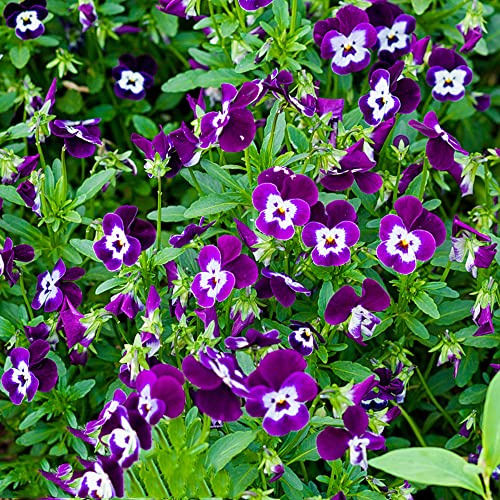 stiefmütterchen, balkonblumen blumensamen winterharte stauden für pralle sonne schnittblumen bio alte sorten steingarten gartenblumen rankpflanzen blumenstauden pflanzensamen exotisch 650samen