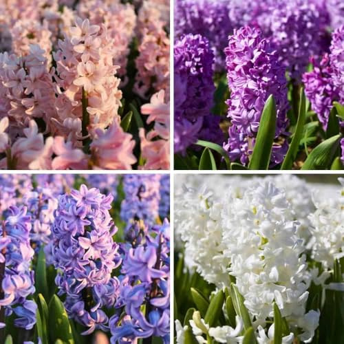 Mix di bulbi di giacinto Show Off - 50 bulbi di fiori - calibro 14/15 - mix blu, rosa, bianco, viola, profumati, a fioritura primaverile, resistenti all'inverno - direttamente dal coltivatore -