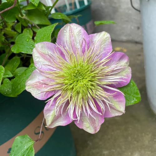 clematissamen - stauden winterhart mehrjährig clematis florida - schnellwachsende kletterpflanzen exotische balkonpflanzen 100pcs