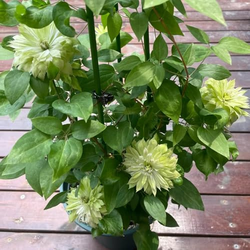 ClematisZwiebeln, winterhart Clematis florida, Kletterpflanze, blumenzwiebeln kaufen seltene exotische 3pcs