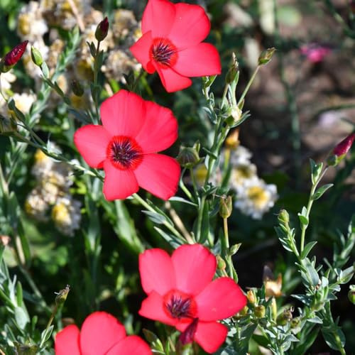 Lein Roter, winterharte für garten Linum grandiflorum, stauden winterhart mehrjährig bodendecker steingartenpflanzen exotische seltene 400Samen