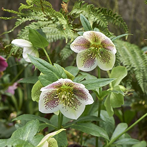 christrosen balkonpflanzen frühling bonsai topf biosaatgut blumengarten balkongewächshäuser exotische zimmerpflanzen balkonpflanze wildblumen balkonblumen blumenwiesensaat 600samen