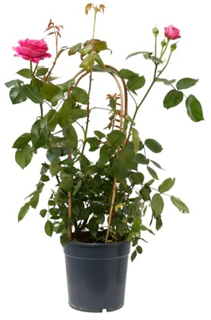 Verdecora Rosal Grandiflora con Arco en Maceta 6L | Rosa sp. Grupo Grandiflora | Arbusto Refloreciente de Flor Grande y Elegante | Ideal para Jardín, Terraza y Maceta Decorativa