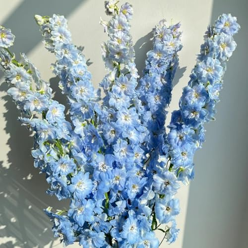 semi di delphinium, delphinium primaverile, selvatici rare, decorazione soggiorno tappezzante perenne resistente 200pcs