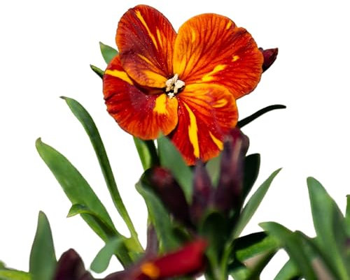 WallFlower Plants, 'Tom Thumb', 12 x Plug Plant Pack, Bedding Plants, Garden Flowers, Wallflowers, Garden Ready and Ready to Plant, Premium Quality Flowers