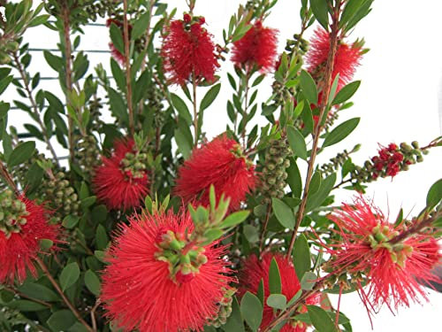 Árbol Natural Perfecto para Decorar Conocido como Callistemon