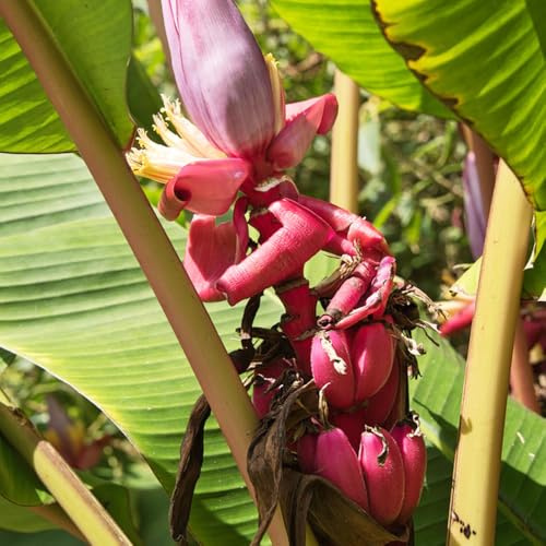 banane, banano - biologici semi di banana siepi, arbusti, decorazioni per il soggiorno semi di per la decorazione del giardino all'aperto 350semi