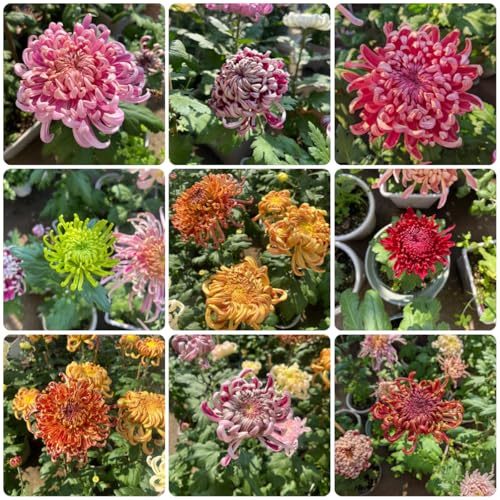semillas de crisantemo - resistentes jardín perennes 120pcs