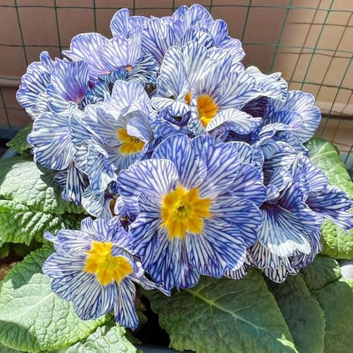 primeln seltene, wohnzimmer deko primeln pflanzepflanzen, balkon wiesensaatgut schattenpflanzen 800samen