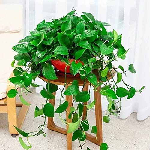 semi Epipremnum aureum - Pothos ufficio interni balcone letti elevati riverdimento tetti balcone resistenti decorazione decorativi 350pcs
