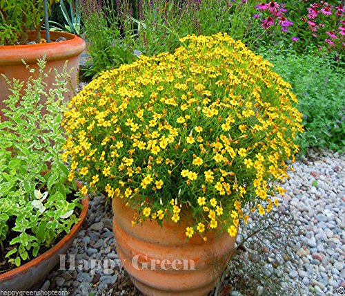SIGNET Marigold - BALCONE - Lemon Gem - Tagetes tenuifolia - 500 semi