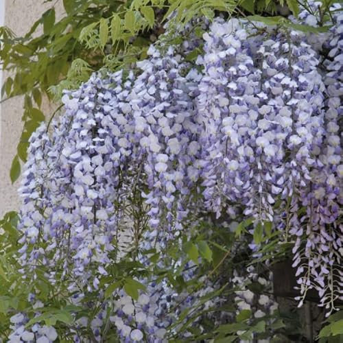 Wisteria (Glycine) de Chine Améthyste 2L - Arôme doux et intense