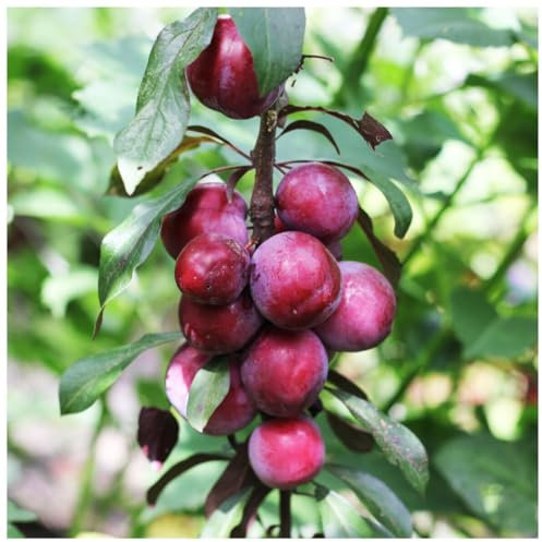 Dwarf Big Juicy Victoria Plum Tree, Ready to Fruit, Self Fertile & Juicy 3fatpigs®