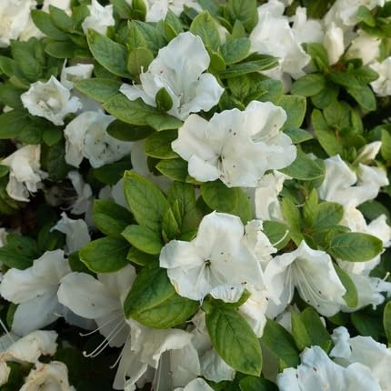 100pcs Azalea Flower Seeds