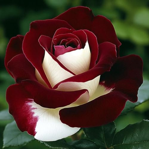 Lieblich MehrjäHrige Rosenpflanzen, Rosenrhizom In GroßPackungen, Fachgerecht Gepflanzt, GartenverschöNerung, Rosa-3 Rhizom-A