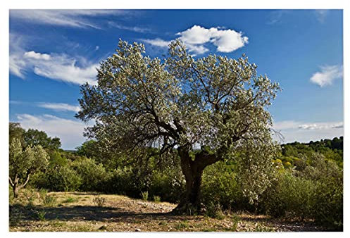 artboxONE Poster 150x100 cm Natur Olivenbaum in Südfrankreich - Bild Baum Frankreich französisch