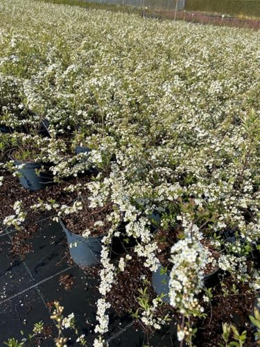 Spiraea cinerea 'Grefsheim' 40–60 cm – Winterhart, Mehrjährig, Pflegeleicht – Aschgraue Spiere – Heckenpflanze für Garten & Sichtschutz