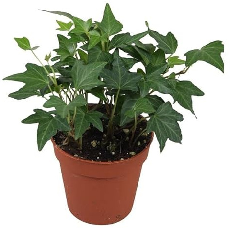 Planta Natural Hiedra de Interior para Decorar Estancias del Hogar