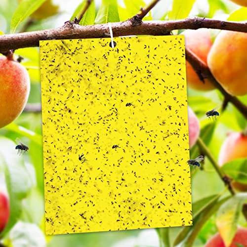 Phantasy® Fliegenfalle Gelbsticker 20 * 15cm, 20PCS Hängende Fliegenfänger Obstfliegenfalle Gegen Trauermücken Hochwirksame und Ökologische Gelbtafeln für die Zimmerpflanzen Schädlingsbekämpfung
