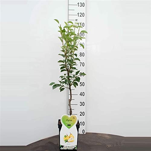 Pyrus communis 'Williams Christ' 100-120 cm – robuster Birnbaum Sommerbirne im Topf, saftig-süße Früchte, pflegeleicht, ideal für Garten & Terrasse, ertragreich & winterhart