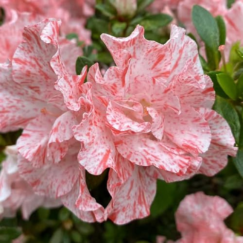 semi di rododendro - azalea, giardino interno recisi 100pcs
