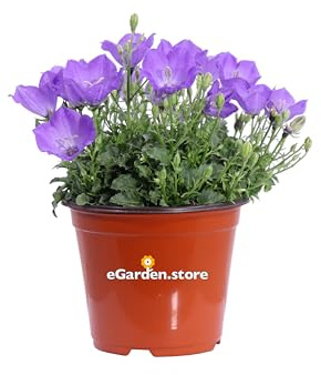 Pianta di Campanula Carpatica o Campanula dei Carpazi pianta ornamentale da esterno pianta vera da fiore viola venduta da eGarden.store