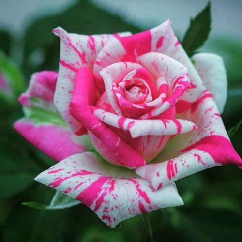 OPVDJD Seltene Strauchrose – Winterhart mit einzigartigem Blütencharme-B-2Knolle