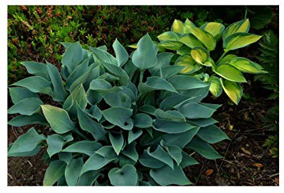 GARTHWAITE NURSERIES® : - 1 Litre Potted “Hosta Halcyon” (Plantain Lily) Hardy Perennial