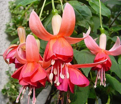 Pack x6 Trailing Fuchsia 'Dancing Flame' Summer Garden Plug Plants