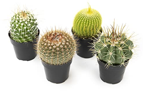 Altman Plants, Assorted Cactus Plants Live Plants (4 Pack), Live Cactus Plant Live Succulents Plants Live Houseplants, Cacti Live Indoor Plants Succulent Plants House Plants in Cactus Soil Potting Mix