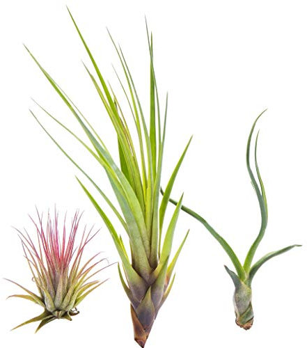 Biotope Aquatics Ltd - Tillandsia Air Plant Mix - 3 Popular BestSeller Species Air Plants - Indoor Live Airplant for House Vivarium Terrarium - No Soil Required
