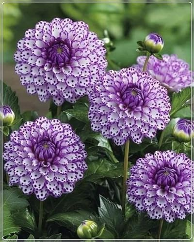 Groß,Winterhart zwiebeln, 2025 Winterhart pflanzen, Blumenzwiebel Mix,Mysteriöse magische Glühbirne, Mehrjährige Blumenzwiebel ist winterhart-2 Dahlien knollen-A