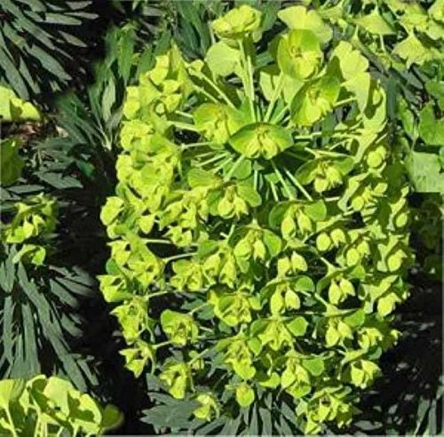 Palisaden Wolfsmilch Humpty Dumpty - Euphorbia characias - lebende Gartenpflanze aus den Baumschulen